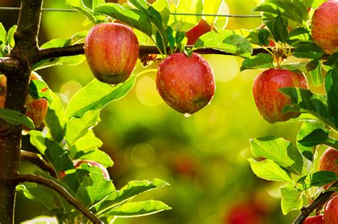 Growing Luscious Fruit Trees In The Inland Northwest Nspire Magazine