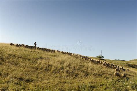 Shepherd With Sheep On Hillside Stock Photo Image Of Landscape Light