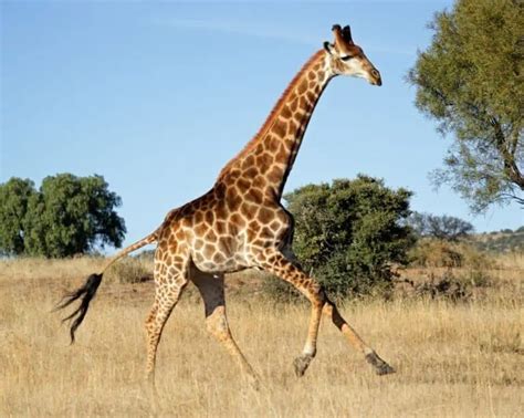 How Fast Can A Giraffe Run Its Faster Than You Think