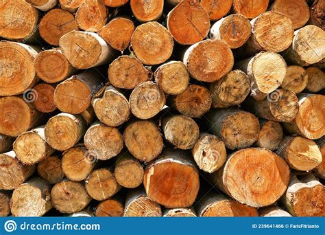 Piles Of Wood From Logging Forests To Be Used As Raw Materials For