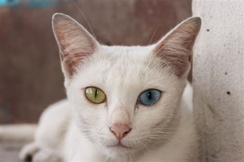 The Most Unique Looking Cat Breeds