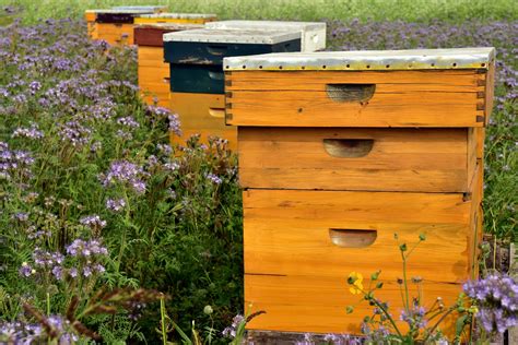 Langstroth Hive Archives Complete Beehives