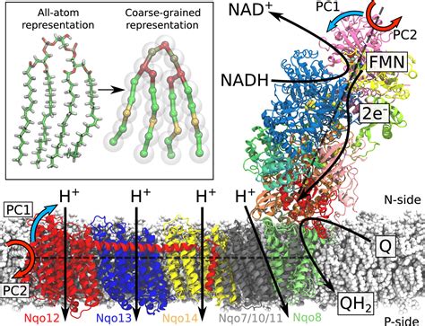 How Cardiolipin Modulates The Dynamics Of Respiratory Complex I