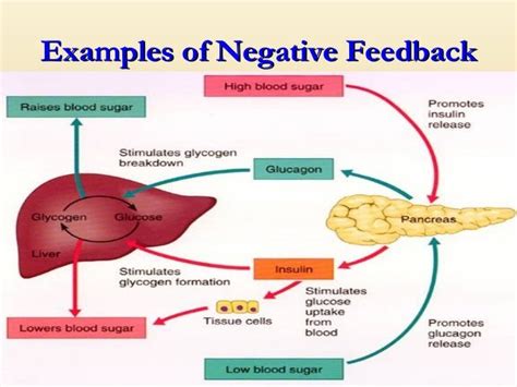 Positive And Negative Feedback