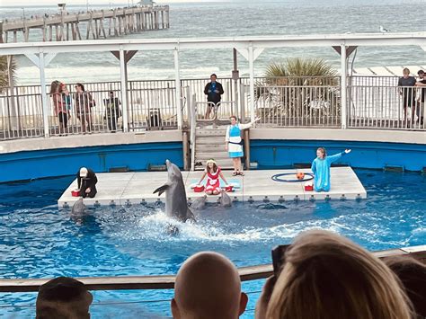 Dolphin Show Zoochat