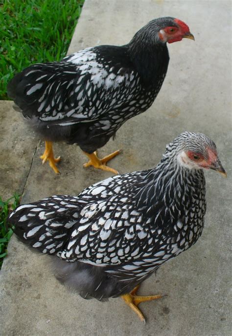 Robyns Poultry Space Silver Laced Wyandottes For Sale