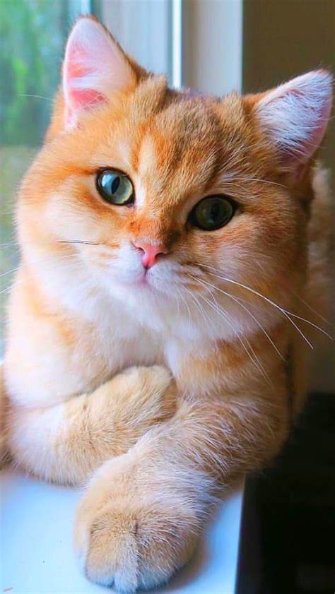 What A Handsome Cat This Is Handsomecat Prettycat Beautifulcat