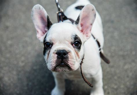 Dog harnesses present a much better solution for frenchie puppies. Tips for caring for a French Bulldog puppy - Pets Health Foods