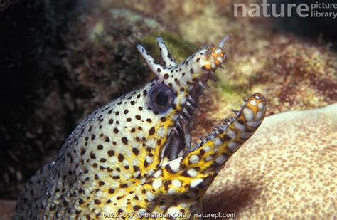 Stock Photo Of Dragon Moray Eel Enchelycore Pardalis Christmas Island