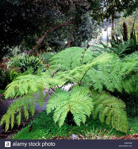 Australian Tree fern in 2020 | Australian tree fern, Australian trees, Tree fern