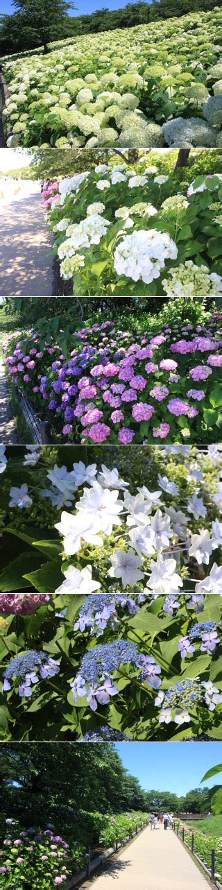 Bunga vinca juntai, taman bunga vinca, cara merawat bunga vinca yang layu, bunga vinca ungu jual bibit bunga vinca bibitbunga com jual benih bibit vinca online kami jual aneka benih bibit. Taman Bunga Vinca : Bunga Vinca Tegak Vinca Mix Paketan ...