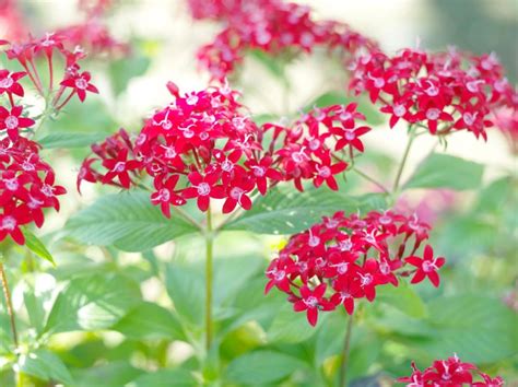 Much tougher than it looks, coral honeysuckle does best in slightly acidic soil and full sun. 10 Heat-Tolerant Plants That Will Survive (And Thrive ...