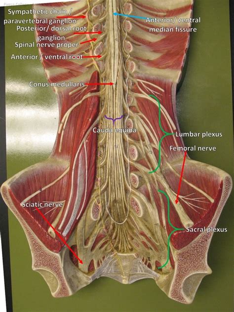 Spinal Cord Model Labeled