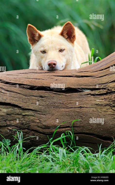 Dingo Canis Familiaris Dingo Portrait Australia Stock Photo Alamy