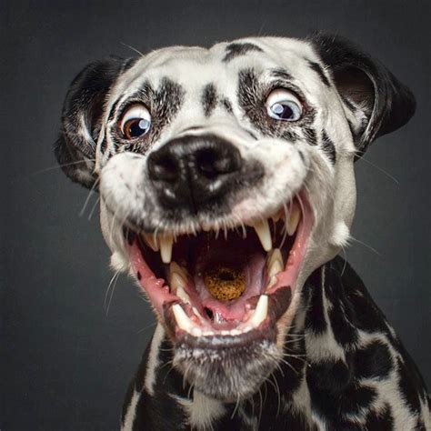 Delightful photos of dogs pulling hilarious faces when catching treats ...