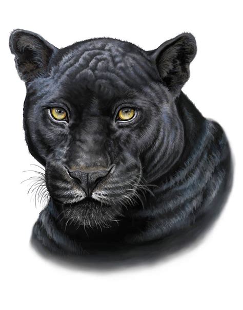 10 Pantera Negra Dibujo Animal