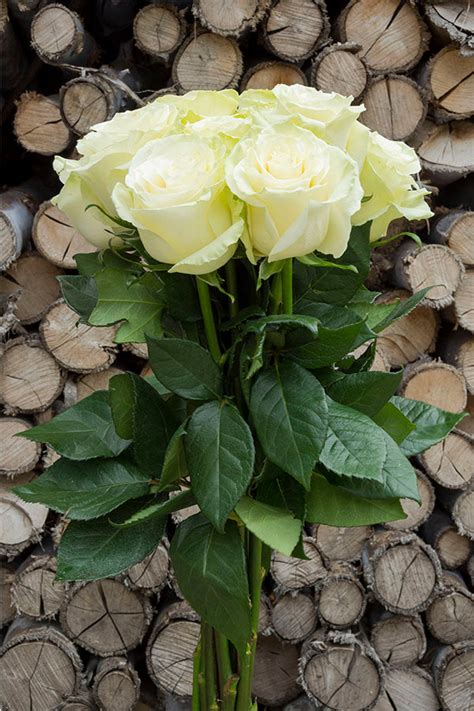 Mondial White Rose Wedding Roses Bulk White Roses