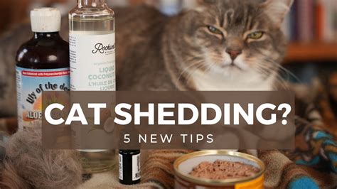 How To Stop Cat Shedding With Anti Shedding Spray Recipe Veterinary