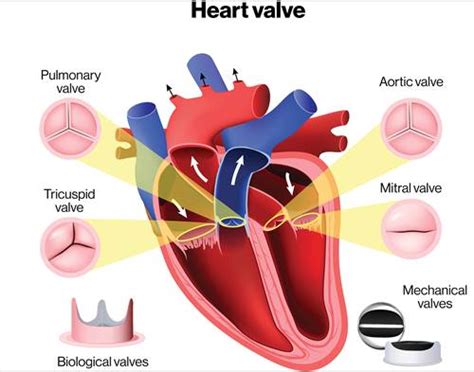 How Many Valves Are In The Heart Examples And Forms