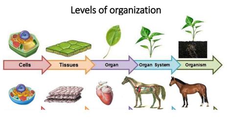 Struktur Organisasi Kehidupan Makhluk Hidup Auritasamudrabiologi
