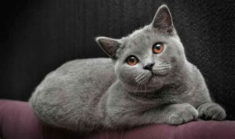 British Shorthair Information And Cat Breed Facts Pets Feed