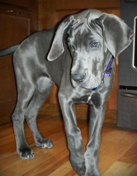 3 12 Month Old Great Dane Named Stella Gorgeous Great Dane Dogs