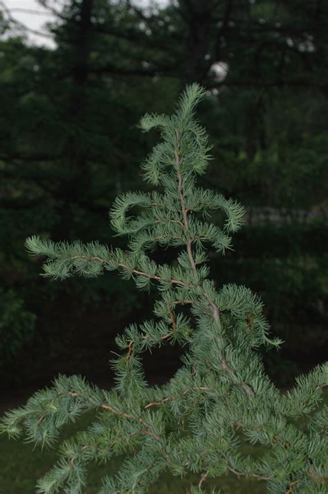 Larix Kaempferi Diana Diana Japanese Larch Garden Center Marketing