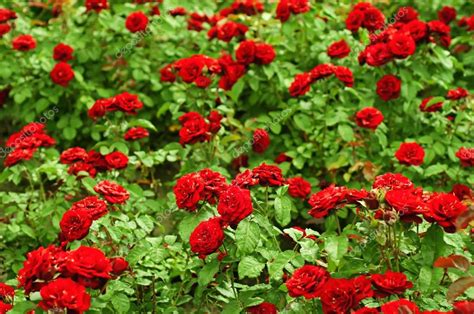 Red Roses Garden — Stock Photo © Roxana 38217275