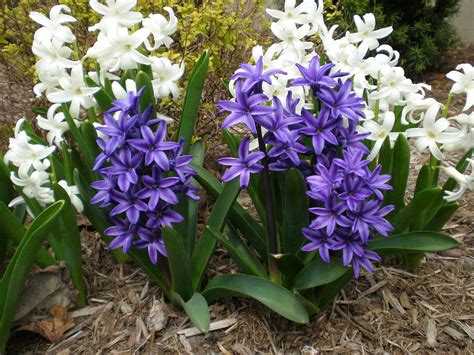 White And Purple Hyacinths Hyacinth Plant Spring Flowering Bulbs