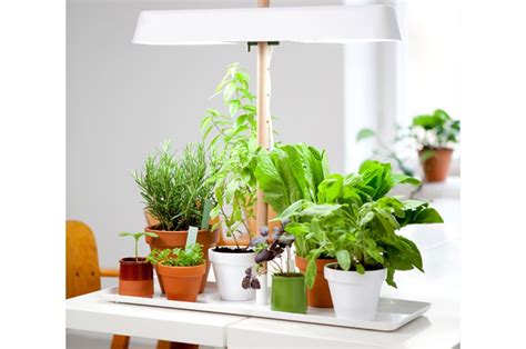 Avere in casa delle piante da interno che richiedono poca luce comporta alcuni benefici. Poca Luce Piante Da Interno Pendenti - Piante da ...
