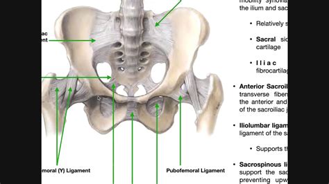 The Sacroiliac Joint Part 1 Major Ligaments And Structures Youtube