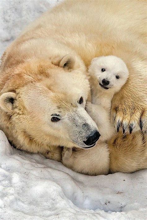 Smiling Baby Baby Polar Bears Polar Bear Animals