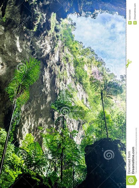 Mirando Fuera De Una Cueva En Mulu Sarawak Borneo Imagen De Archivo