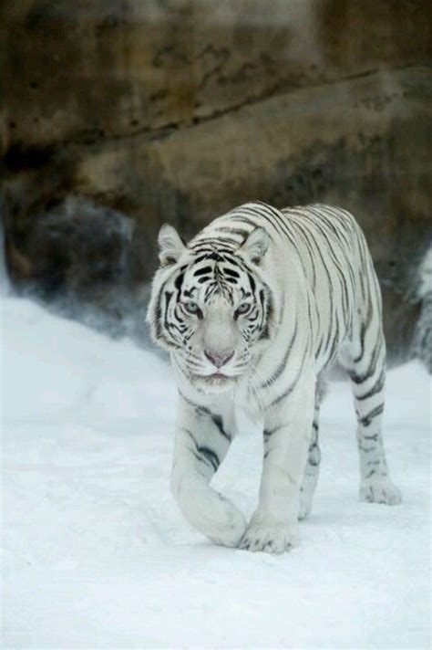 White Siberian Tiger By Far My Favorite Animal Ever