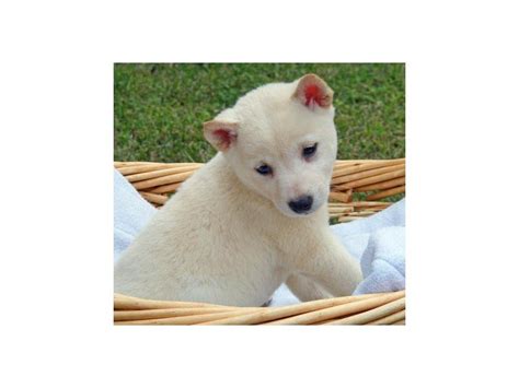Shiba Inu Dog Male White 2173818 My Next Puppy