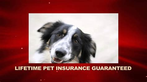 pet insurance and Dog Insurance - YouTube