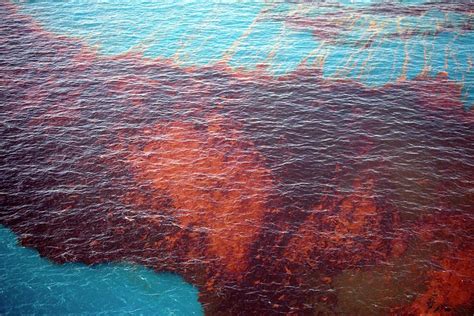 Gulf Of Mexico Oil Spill Photograph By Jim Eddsscience Photo Library
