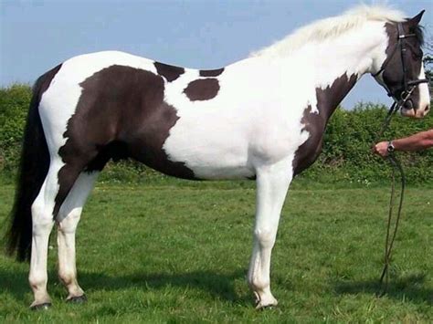 Irish Sport Horse Schecken Andalusier Pferde