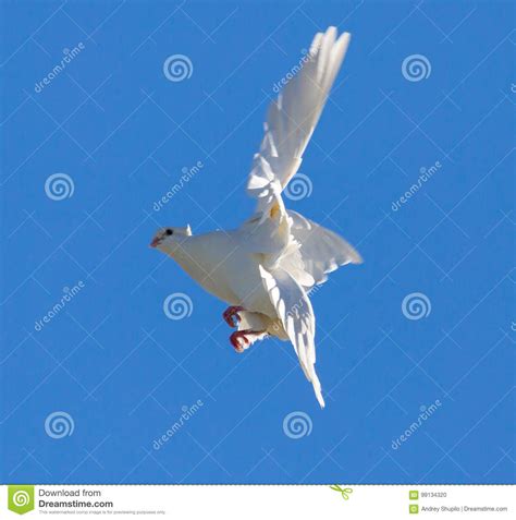 White Dove In Flight Against A Blue Sky Stock Photo Image Of Bird