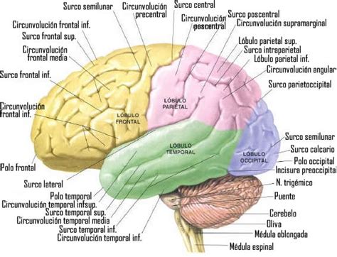 Sofía Y Ciencia Teorema De La Interfaz Cerebral 3ª Parte