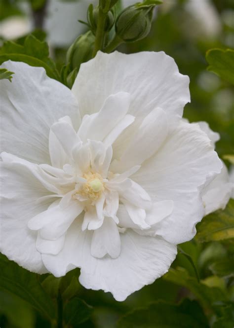 Hibiscus Syriacus ‘white Chiffon Smart Garden Plans