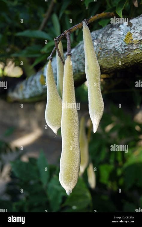 Fuzzy Seed Pods Hi Res Stock Photography And Images Alamy