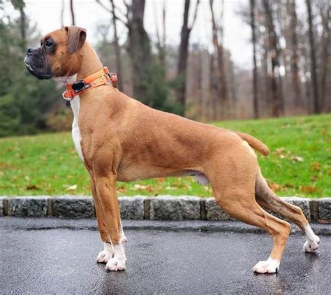 Boxer Dogs Breed Information Life Span And Training Petstown
