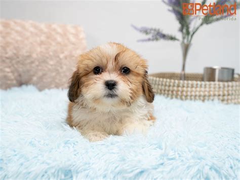 The teddy bear dog is a new breed of designer dog that was first introduced at the start of the new millennium. Puppies For Sale in 2020 | Teddy bear puppies, Puppy ...