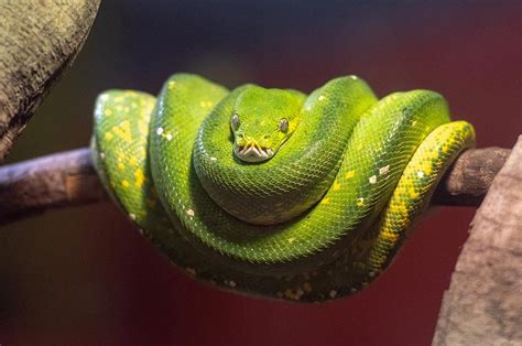 Green Tree Python Care Morelia Viridis Crestwood