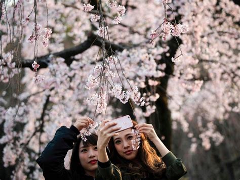 Cherry Blossoms Bloom Around The World