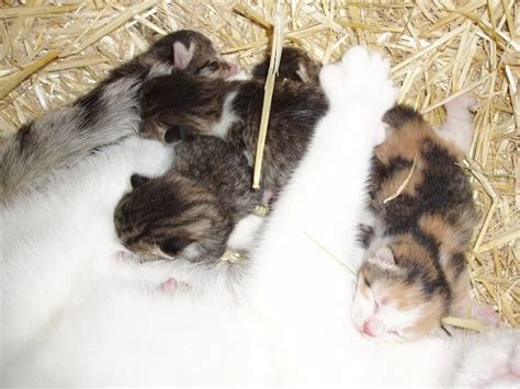 Fresh Kittens Kittens Purrfect Hamster