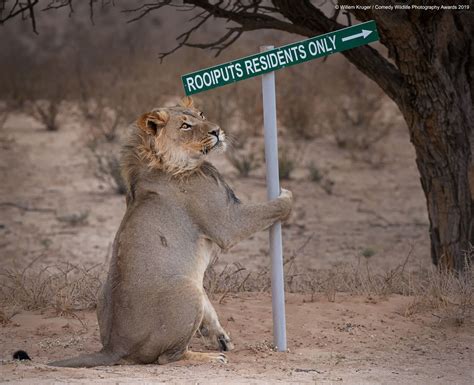 Comedy Wildlife Photography Awards 2019 Hilarious Photos You Have To See