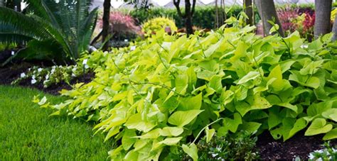 The vine has toxic ingredients similar to those found in lsd, which can impact the kidneys, brain ipomoea batatas 'blackie': Sweet Potato Vine | Costa Farms