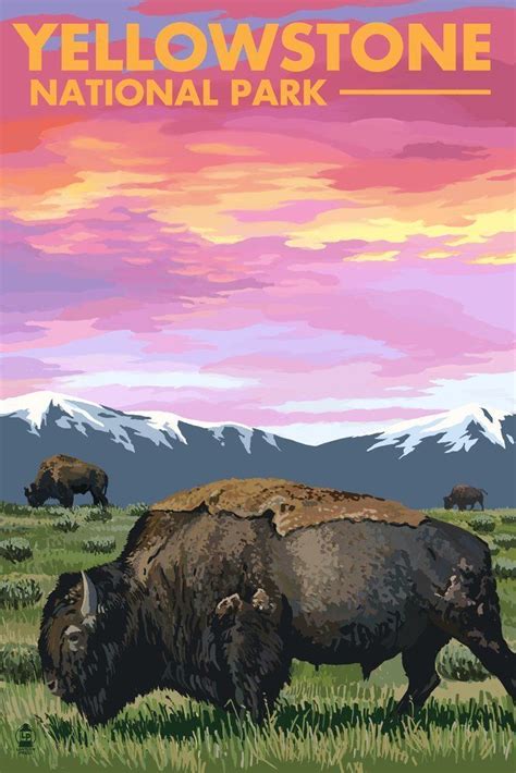 yellowstone national park bison and sunset 12x18 travel poster affiliate national park